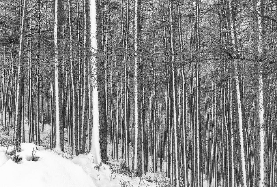 Snow_Striped_Firs