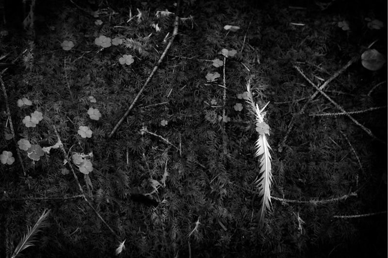 Forest-Feather